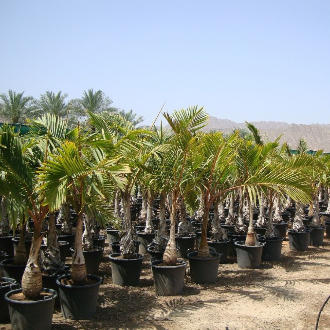 Bottle Palm - Hyophorbe Lagenicaulis