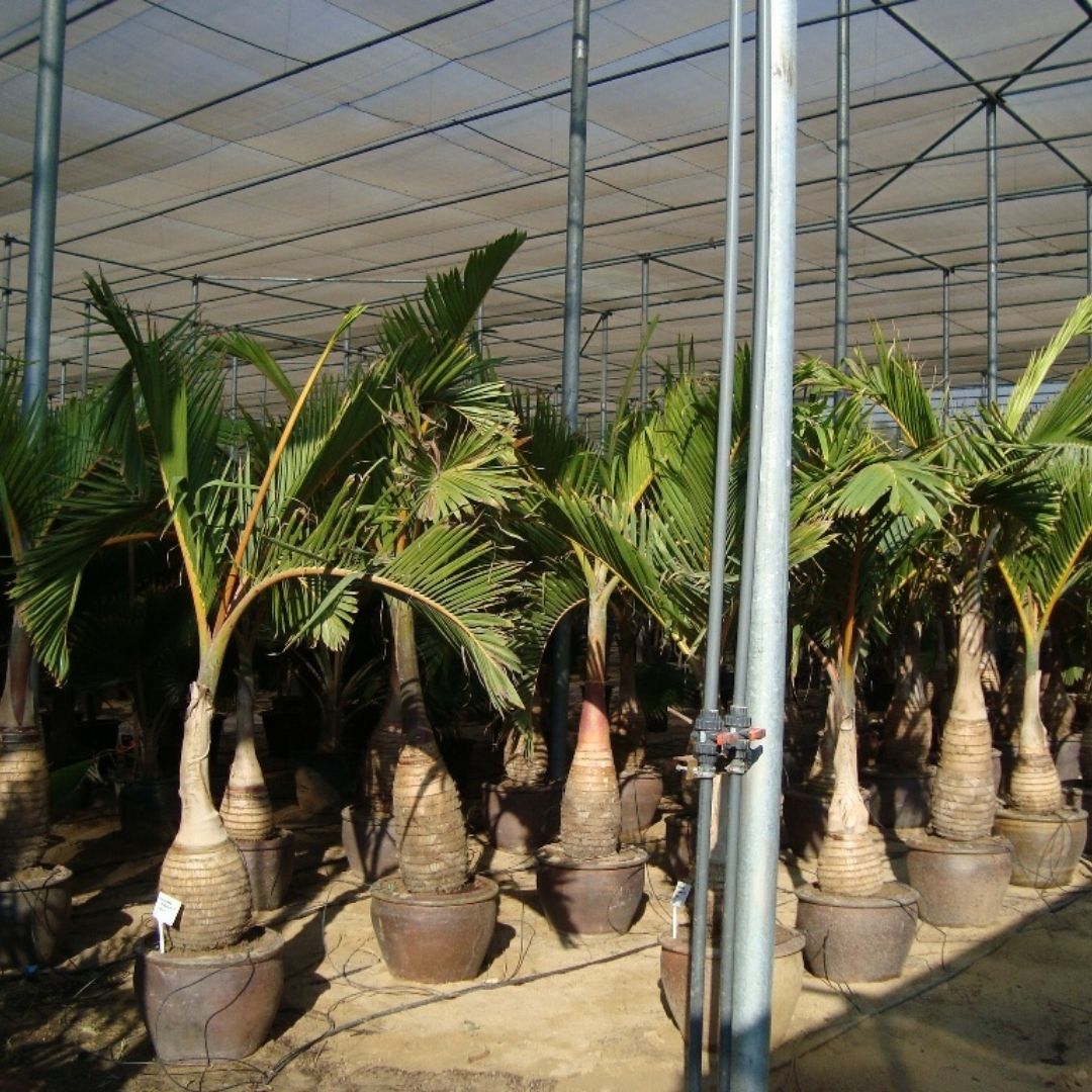 Bottle Palm