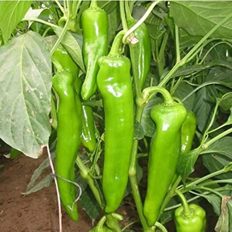 Horn Shaped Pepper | Seeds