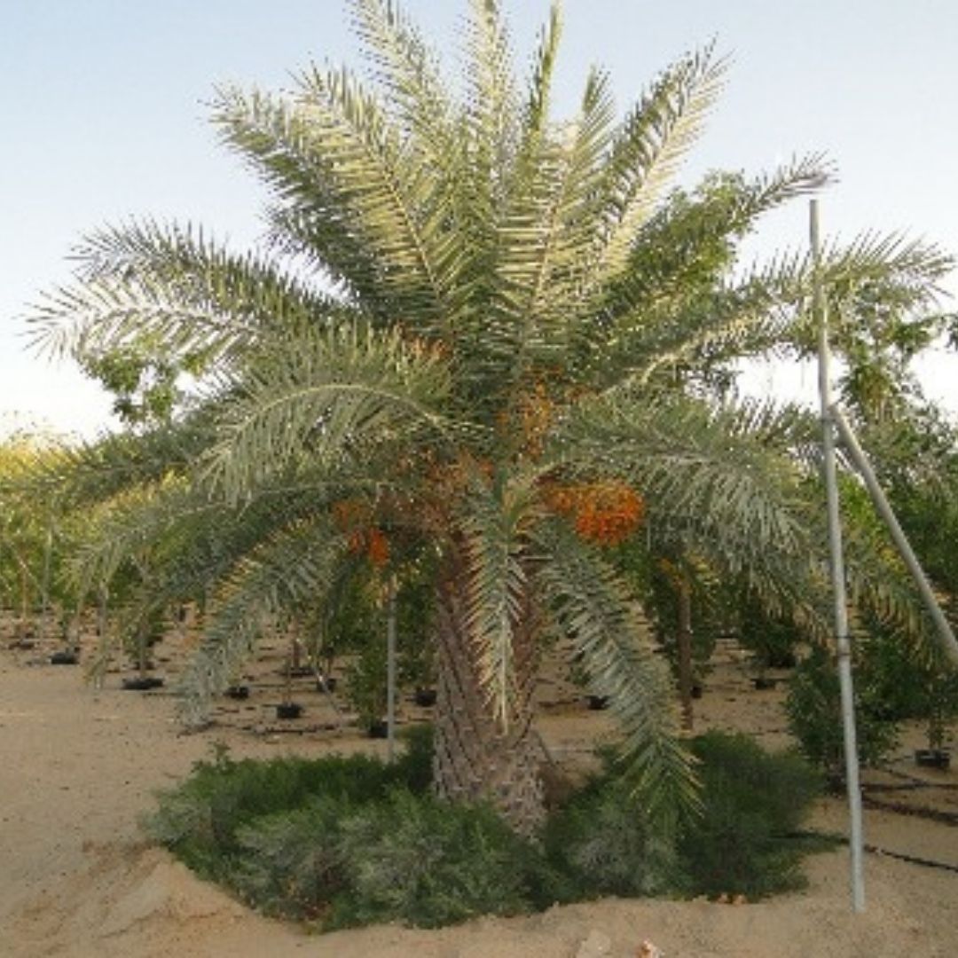 Silver Date Palm - Phoenix Sylvestris | 3.0 - 4.0m