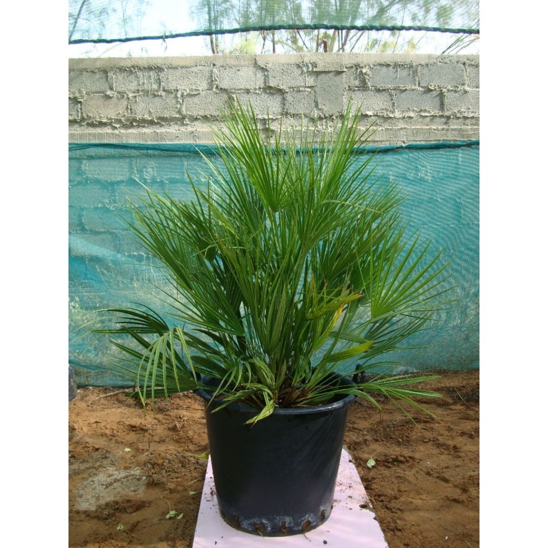 European Fan Palm