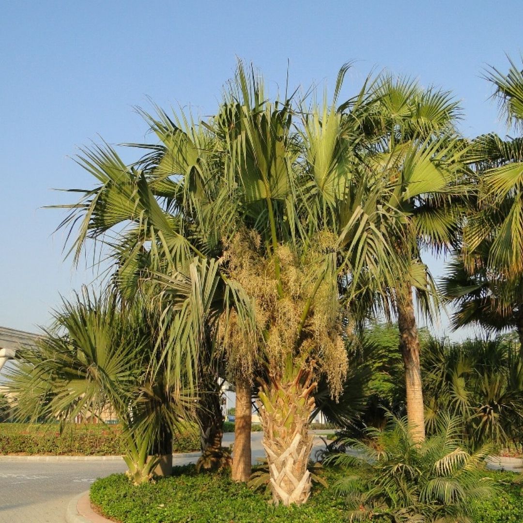 Sabal Palm