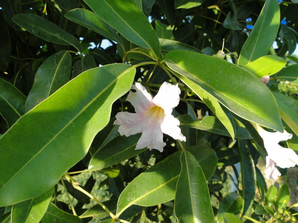Rosy Trumpet Tree