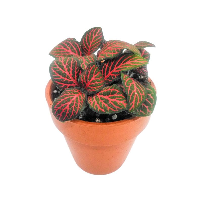 Fittonia Red