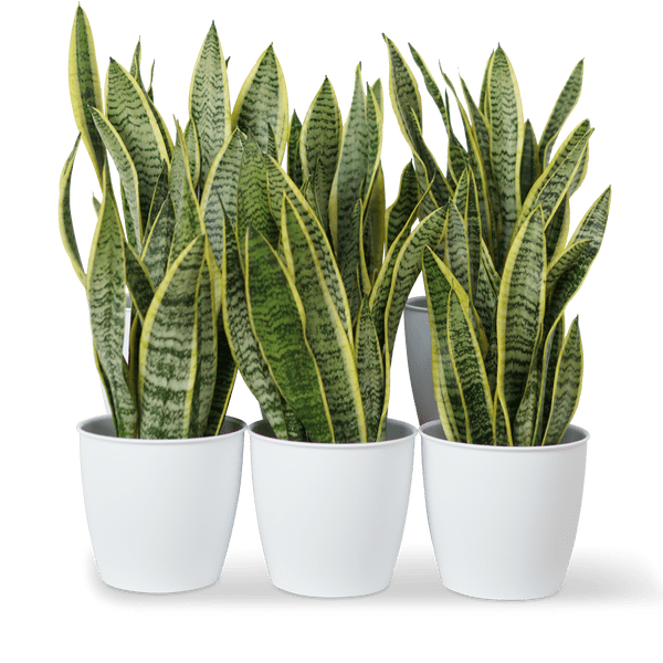Office Sansevieria Laurentii Bundle