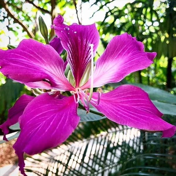 Orchid Tree