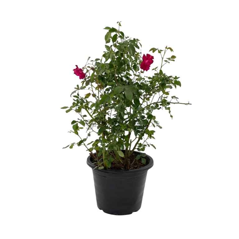 Rose Plant