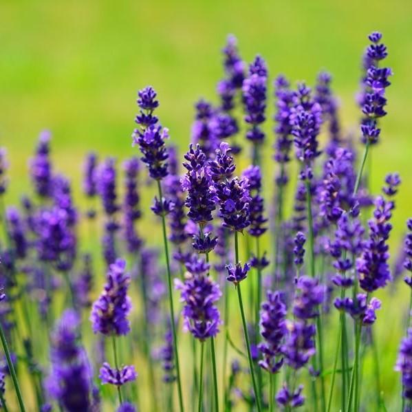 Lavender | Seeds