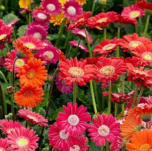 African Daisy | Seeds