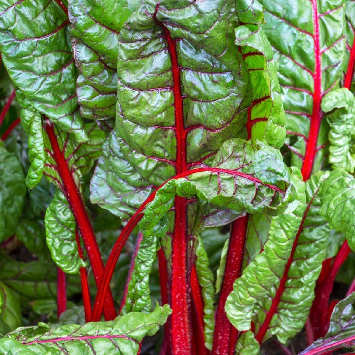 Swiss chard Seeds Growhub