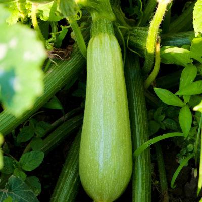 Summer Squash - Marrow | Seeds