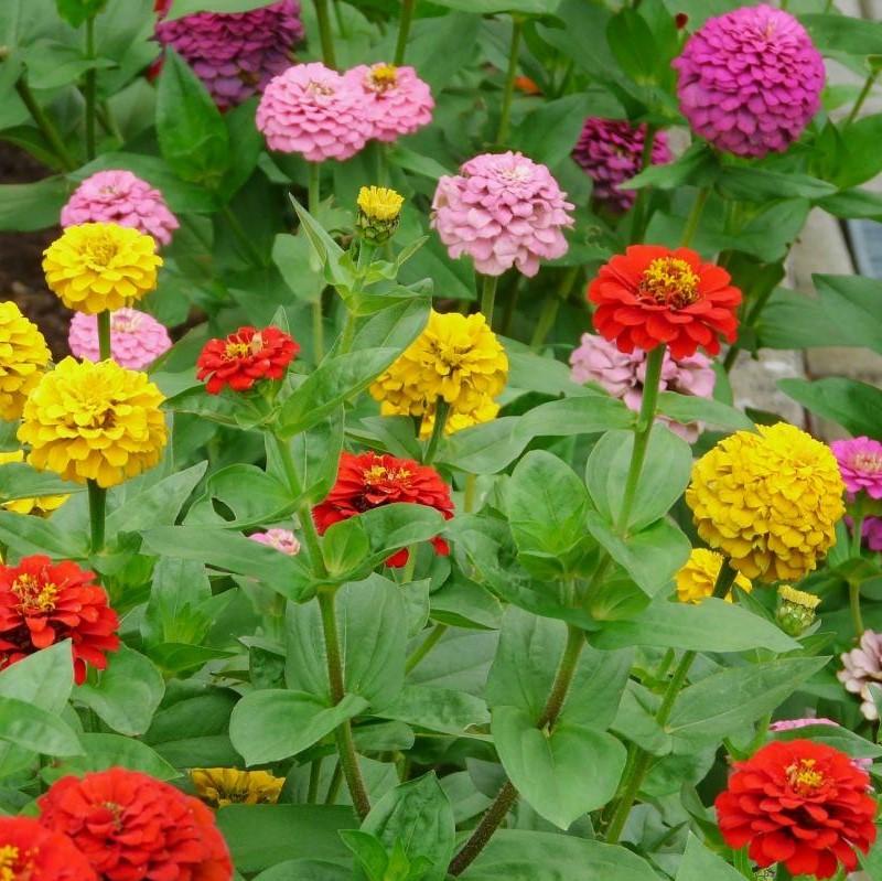 Zinnia | Seeds GrowHub