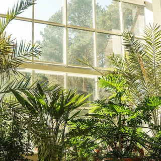 5 Best Low-Maintenance Indoor Plants For Busy UAE Residents