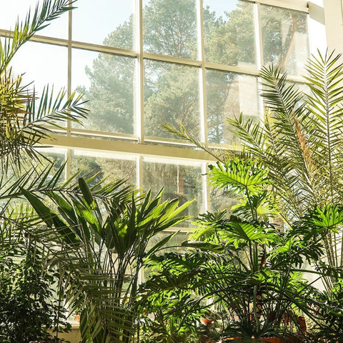 5 Best Low-Maintenance Indoor Plants For Busy UAE Residents