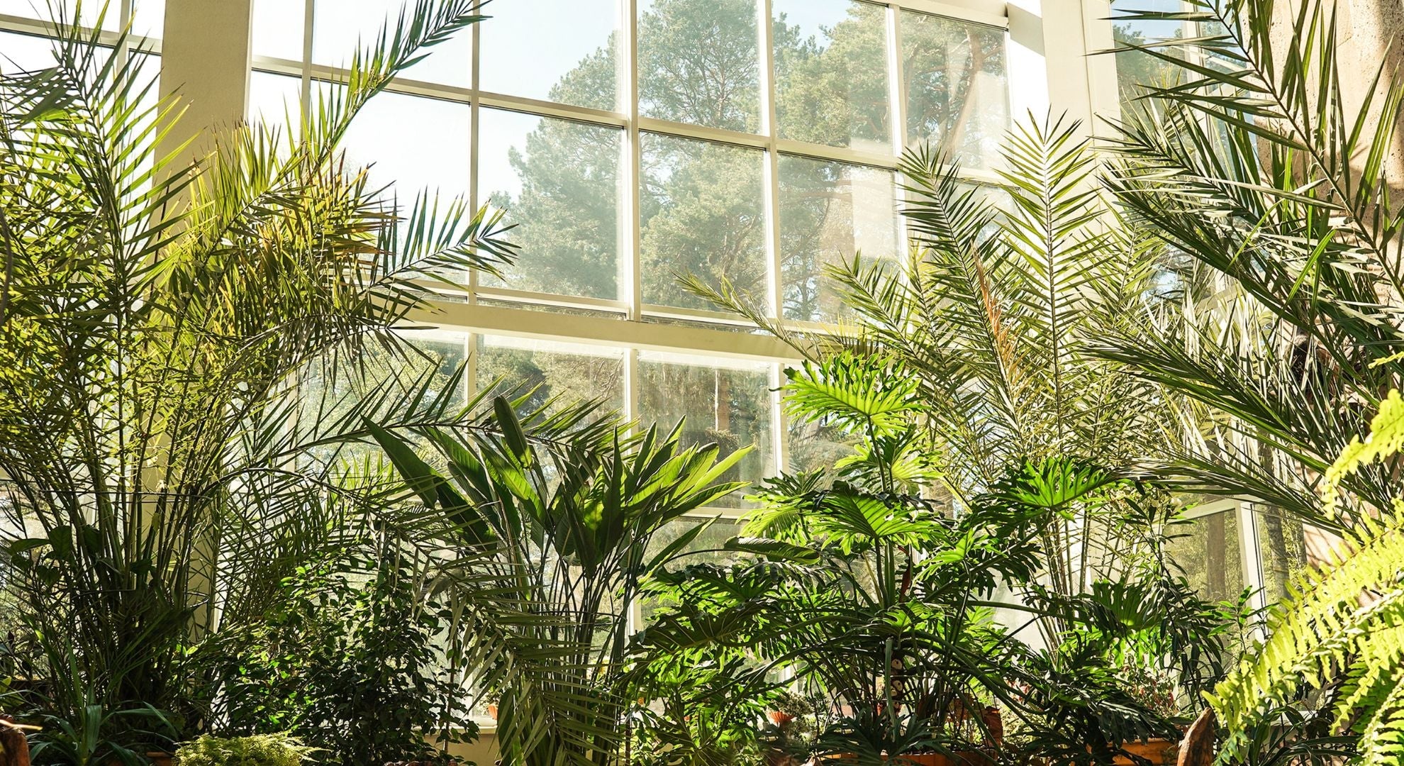 Forget Watering Woes: Low Maintenance Houseplants Like the ZZ Plant and Aglaonema Pink Star for Busy Plant Lovers