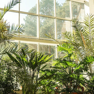 Forget Watering Woes: Low Maintenance Houseplants Like the ZZ Plant and Aglaonema Pink Star for Busy Plant Lovers