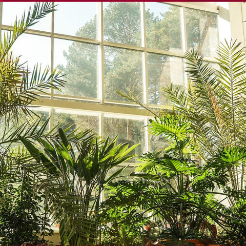Ultimate Guide To Caring For Tropical Indoor Plants: Essential Tips For Gardeners