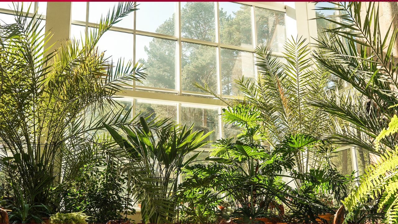 Ultimate Guide To Caring For Tropical Indoor Plants: Essential Tips For Gardeners