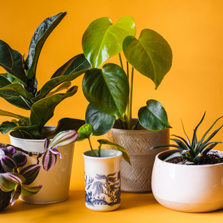 How Indoor Plants Can Help You Sleep Better