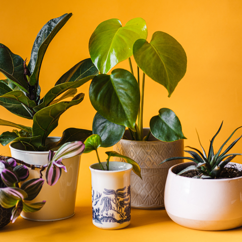 How Indoor Plants Can Help You Sleep Better