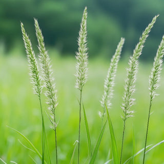4 Best Conditions For Growing Grass From Seeds