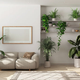 Breathe Easy, Live Bright: 5 Indoor Plants to Cultivate Positive Energy in Your Home
