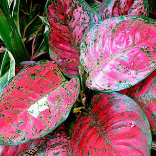 5 Best Locations For Aglaonema Pink In Your Home