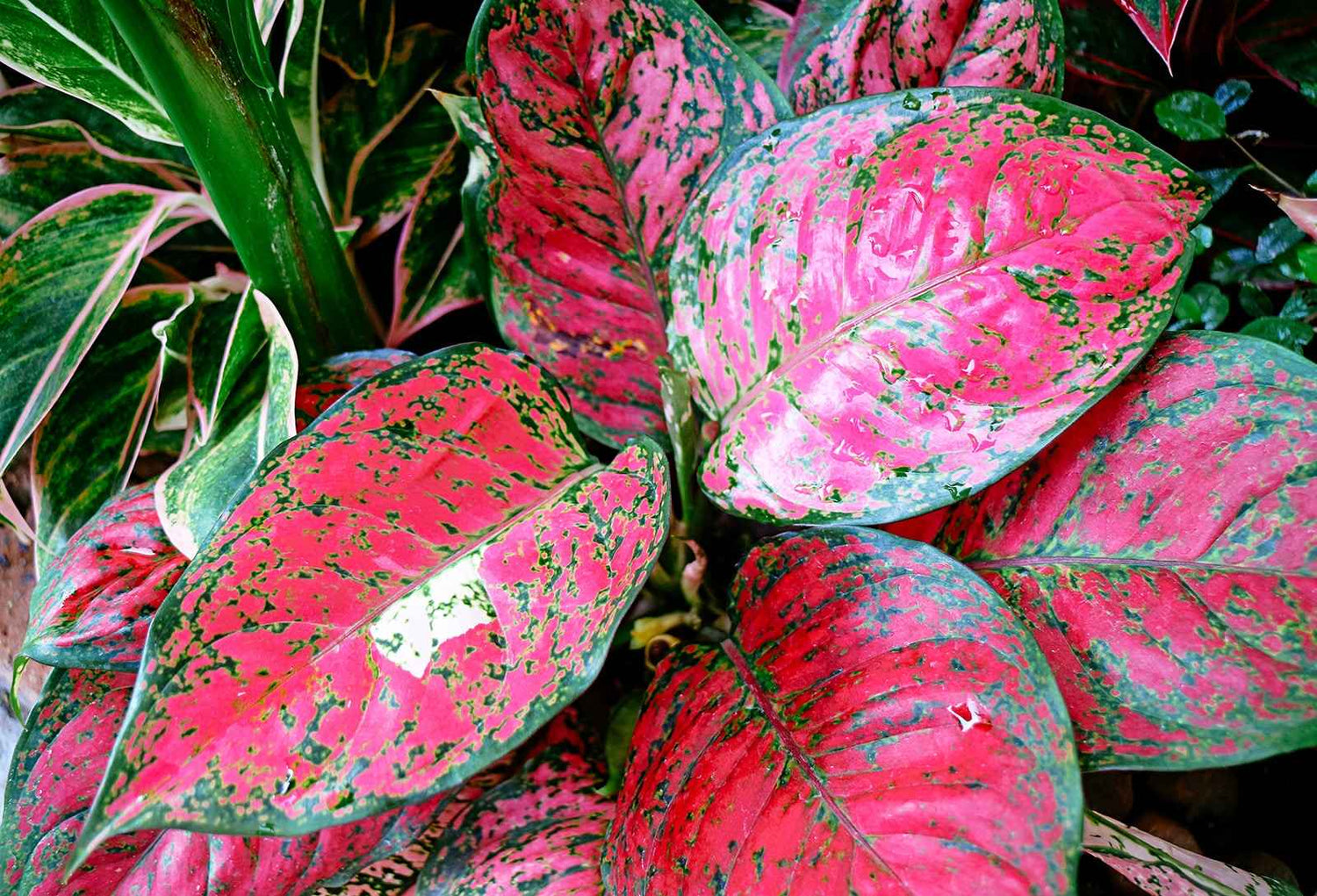 5 Best Locations For Aglaonema Pink In Your Home