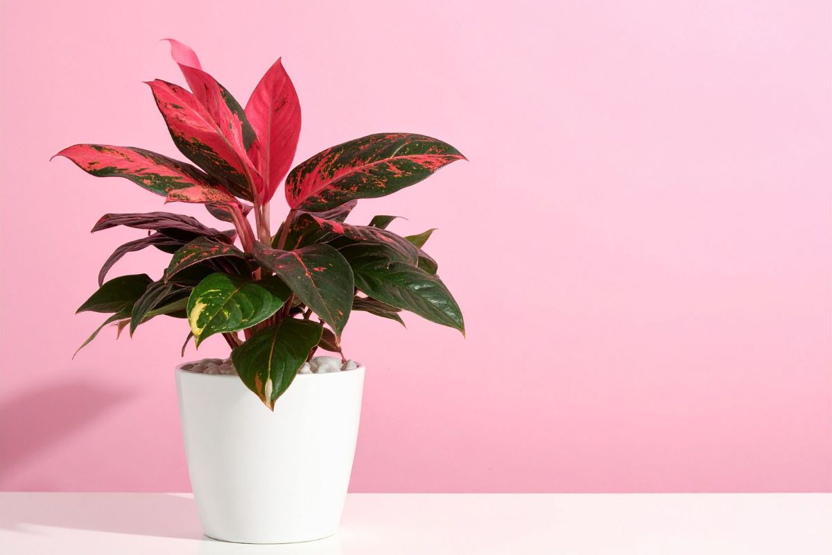 How Humidity Fluctuations in Apartments Impact Aglaonema Pink’s Color and Leaf Curl