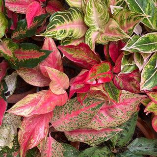 Aglaonema Pink: Enhancing Your Home's Beauty with a Touch of Nature