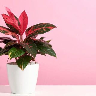 Aglaonema Pink: A Stunning Choice Among Indoor Plants for Modern Homes