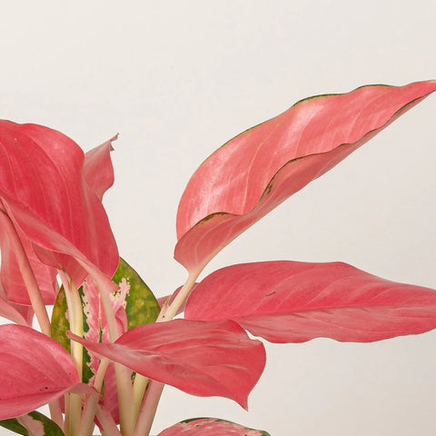 Enhancing Indoor Air Quality With Aglaonema Pink: A Natural Solution