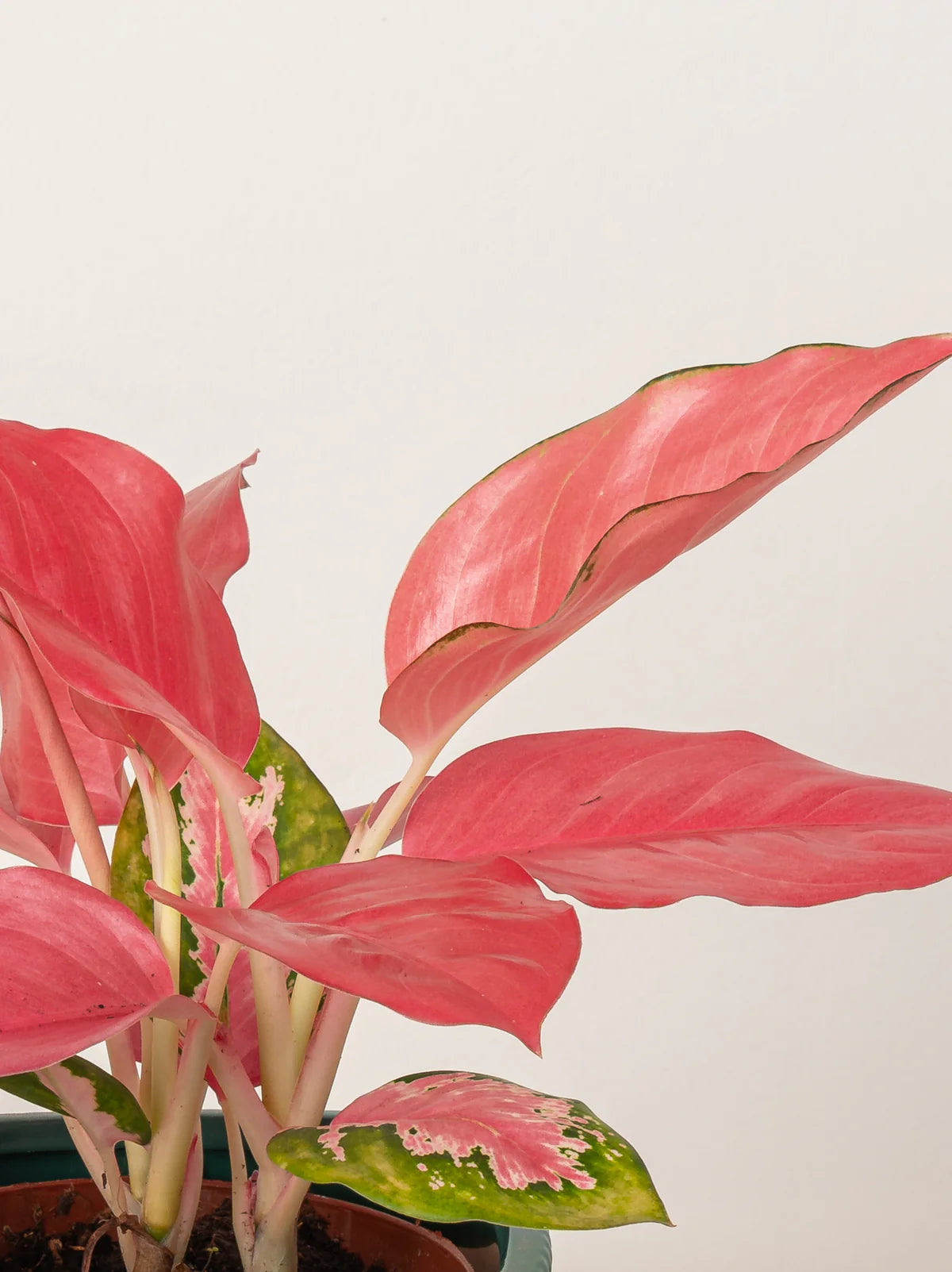 Enhancing Indoor Air Quality With Aglaonema Pink: A Natural Solution