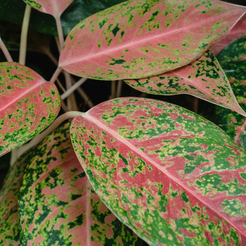 Seasonal Care For Aglaonema Pink: Keeping Them Healthy All Year Round