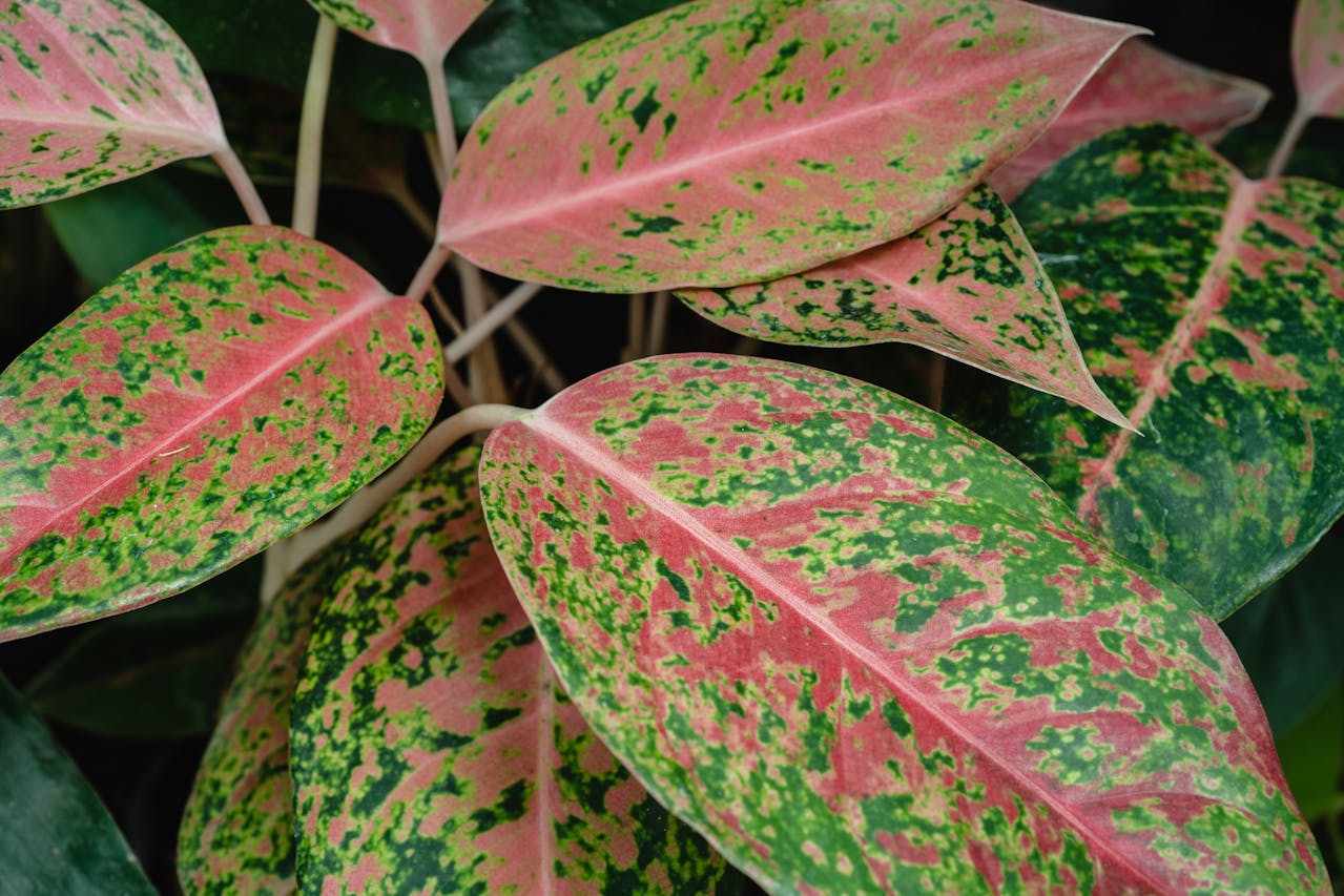 Decorating With Aglaonema Pink: Stylish Ideas For Every Room