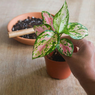 Using Aglaonema Pink To Enhance Your Balcony Garden