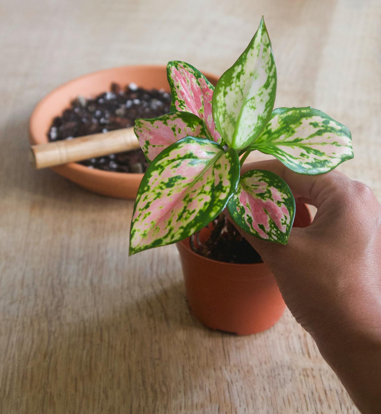 Using Aglaonema Pink To Enhance Your Balcony Garden