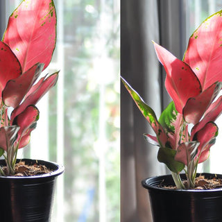 Growing Aglaonema Pink Under Artificial Grow Lights: Is LED Enough?
