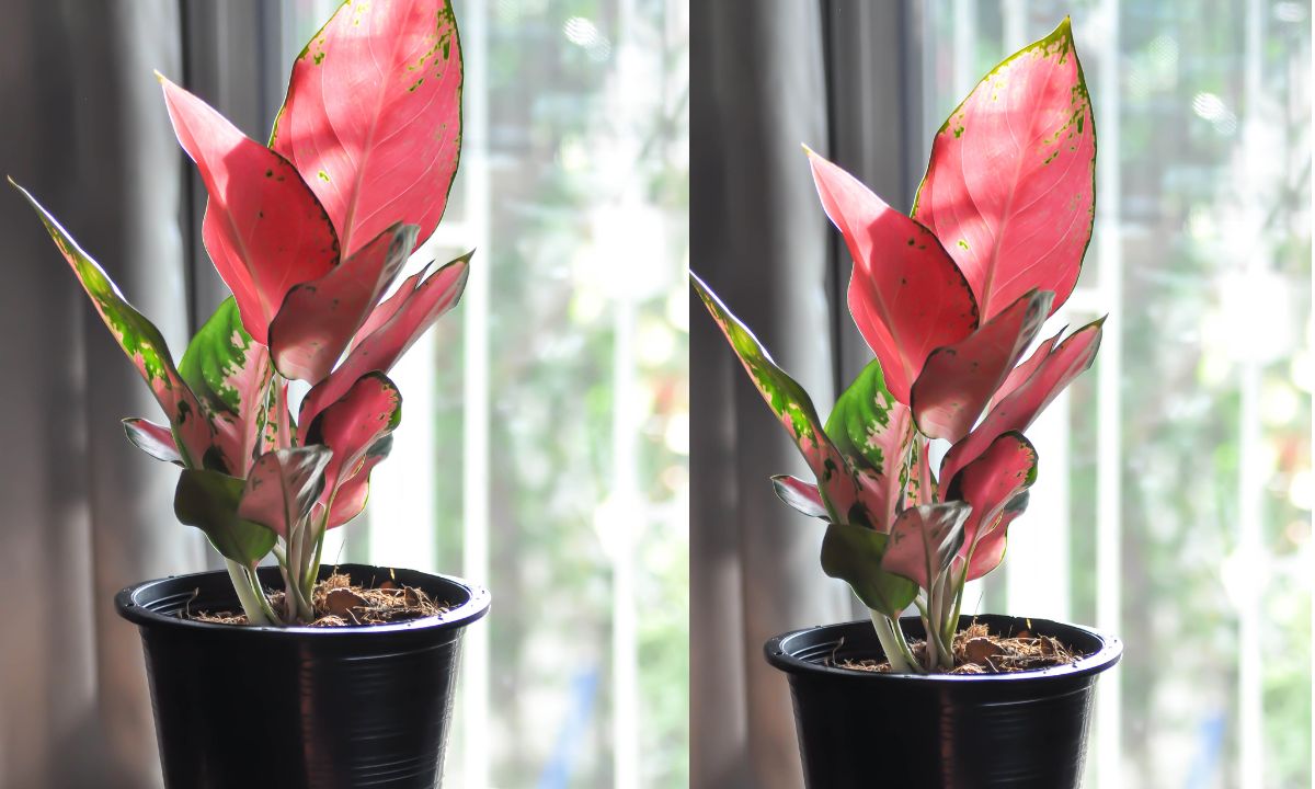 Growing Aglaonema Pink Under Artificial Grow Lights: Is LED Enough?