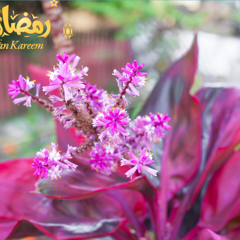 Aglaonema Pink Care During Ramadan: Tips For A Thriving Plant