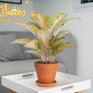 Aglaonema Pink Ramadan Decor: Bringing Serenity And Color