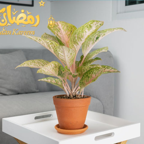 Aglaonema Pink Ramadan Decor: Bringing Serenity And Color