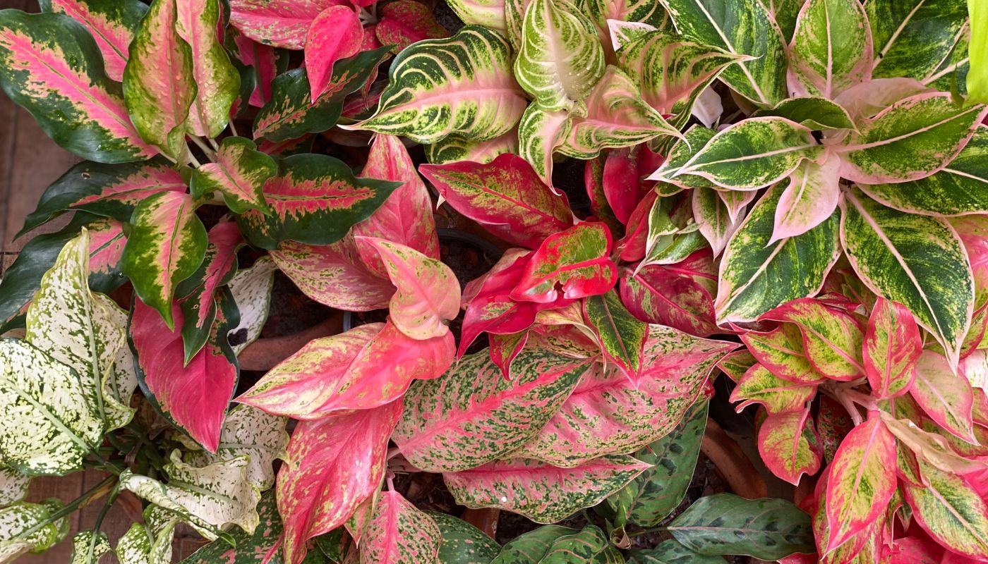 The Instagram-Ready Plant: Why Aglaonema Pink Keeps Going Viral in 2025