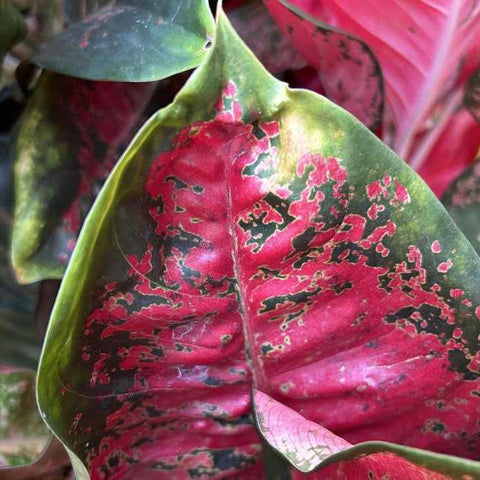 Aglaonema Pink Vs. Other Aglaonema Varieties: What Makes It Stand Out?