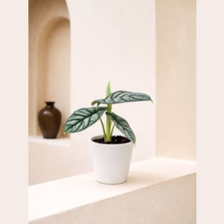 Alocasia Silver Dragon Care Guide: Tips, Tricks & Growing Secrets for Healthy Indoor Growth