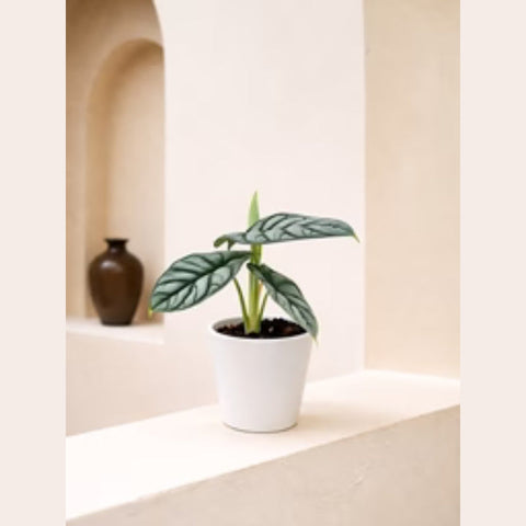 Alocasia Silver Dragon Care Guide: Tips, Tricks & Growing Secrets for Healthy Indoor Growth