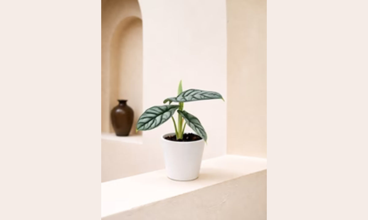 Alocasia Silver Dragon Care Guide: Tips, Tricks & Growing Secrets for Healthy Indoor Growth