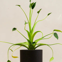 7 Essential Tips for Keeping Your Alocasia Tiny Dancer Happy
