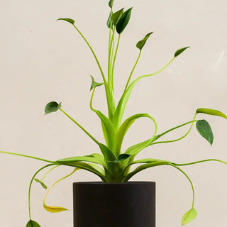 What to check before ordering an Alocasia Tiny Dancer