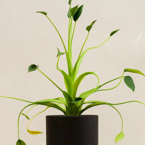 East vs West Windows: Which keeps Alocasia Tiny Dancer leaves smooth?